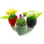 ELVAN KAKTÜS SAKSI NO:1 (EKS-01)